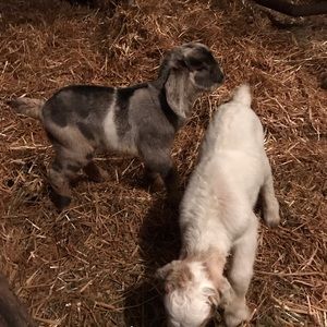 Meet your Posher, Rylee